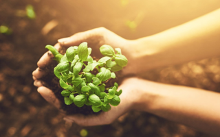 La mort, … c’est pas la fin des haricots ! Et si nous finissions en compost ? La terramation comme alternative à l’inhumation ou la crémation.