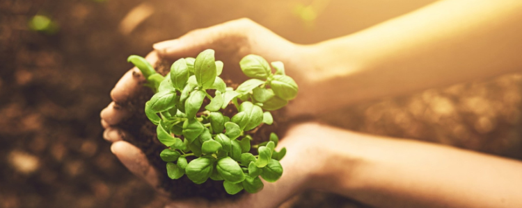 La mort, … c’est pas la fin des haricots ! Et si nous finissions en compost ? La terramation comme alternative à l’inhumation ou la crémation.