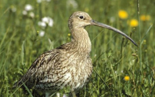 Alsace Nature : 60 ans de lutte pour une Alsace vivable