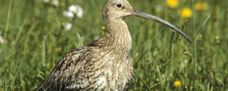 Alsace Nature : 60 ans de lutte pour une Alsace vivable